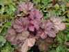 urawka Heuchera 'Beaujolais'